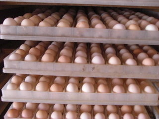 鲜蛋的包装技术